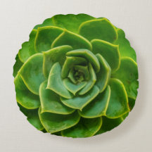 Echeveria saftiges rundes Kissen