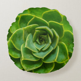 Echeveria saftiges rundes Kissen