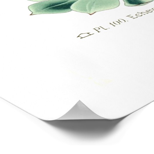 Echeveria secunda poster (Ecke)