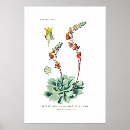Echeveria secunda poster (Vorne)