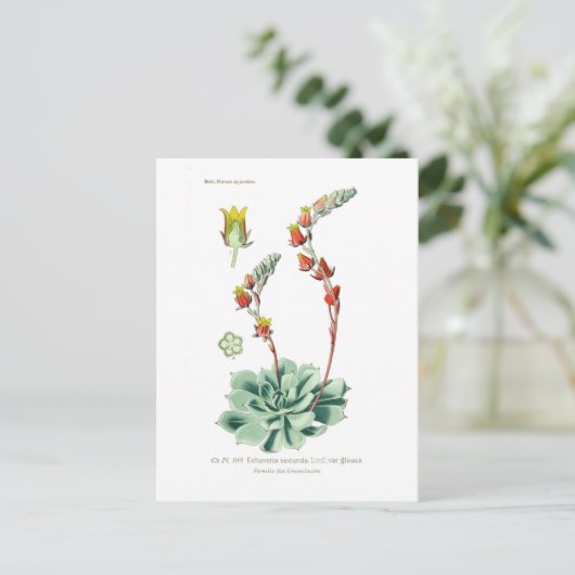 Echeveria secunda postkarte (Stehend Vorderseite)