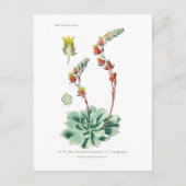 Echeveria secunda postkarte (Vorderseite)