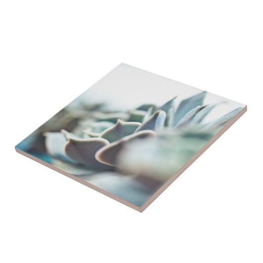 Echeveria Succulent Fliese (Seite)