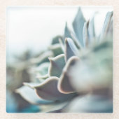 Echeveria Succulent Glasuntersetzer (Vorderseite)