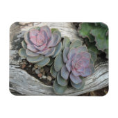 Echeveria Succulent Magnet (Horizontal)