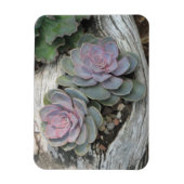 Echeveria Succulent Magnet (Vertikal)