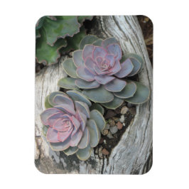 Echeveria Succulent Magnet
