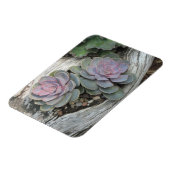 Echeveria Succulent Magnet (Linke Seite)