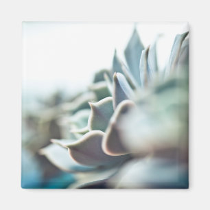 Echeveria Succulent Magnet