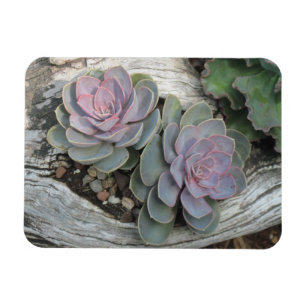 Echeveria Succulent-Magnet Magnet