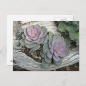 Echeveria Succulent-Postkarte Postkarte (Vorne/Hinten)