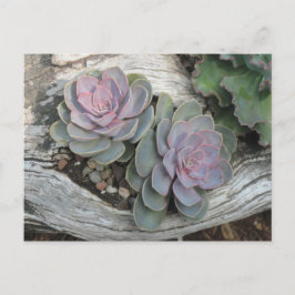 Echeveria Succulent-Postkarte Postkarte