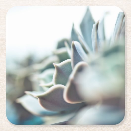 Echeveria Succulent Rechteckiger Pappuntersetzer (Vorderseite)