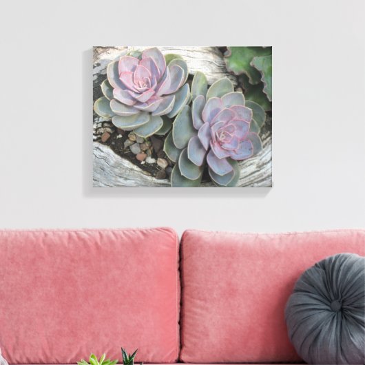 Echeveria Succulent Wrapped Canvas Leinwanddruck (Insitu (Wohnzimmer))