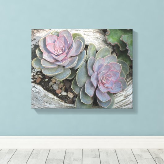 Echeveria Succulent Wrapped Canvas Leinwanddruck (Insitu (Holzboden))