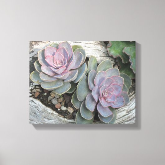 Echeveria Succulent Wrapped Canvas Leinwanddruck (Vorderseite)