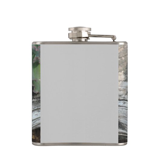 Echeveria Sukkuläre Flasche Flachmann (Rückseite)