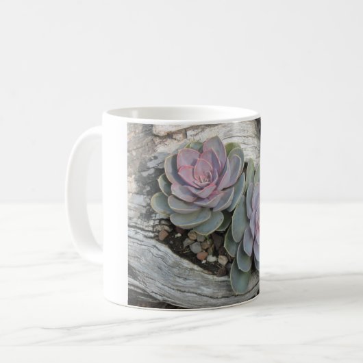 Echeveria Sukkuläre Tasse (Vorderseite Links)