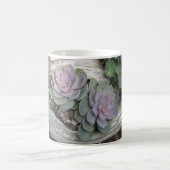 Echeveria Sukkuläre Tasse (Mittel)