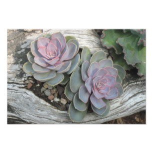 Echeveria Sukkuläres Foto drucken