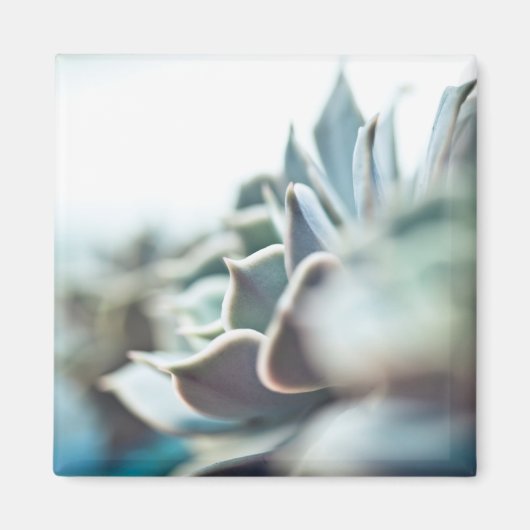 Echeveria sukkulent magnet (Vorne)