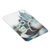 Echeveria sukkulent magnet (Rechte Seite)