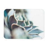 Echeveria sukkulent magnet (Horizontal)