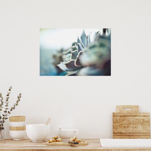 Echeveria sukkulent poster (Küche)