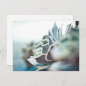 Echeveria sukkulent postkarte (Vorne/Hinten)