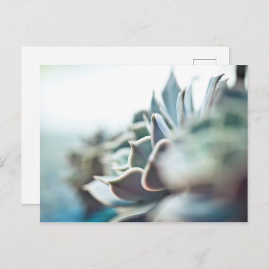 Echeveria sukkulent postkarte (Vorne/Hinten)