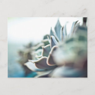 Echeveria sukkulent postkarte