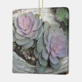 Echeveria sukkulente Ornament (Links)