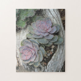 Echeveria Sukkulentes Puzzle