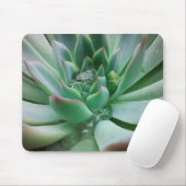 Echeveria "Tippy Mousepad (Mit Mouse)