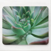 Echeveria "Tippy Mousepad (Vorne)