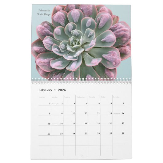 Echeverias Sukkulent 12 Monate Kalender (Feb 2026)