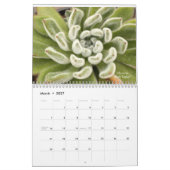 Echeverias Sukkulent 12 Monate Kalender (Mär 2027)