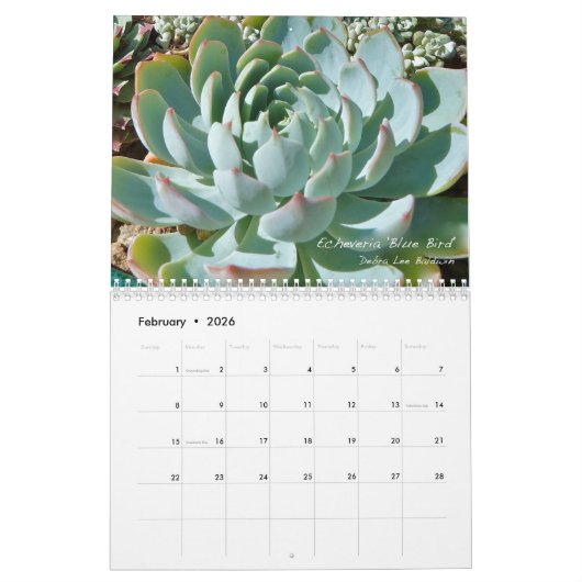 Echeverias: Sukkulturen von Debra Lee Baldwin Kalender (Feb 2026)