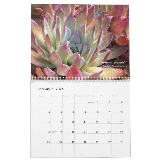 Echeverias: Sukkulturen von Debra Lee Baldwin Kalender (Jan 2026)