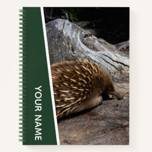 Echidna Australia Niedlich Spiky Animal, Green Notizblock