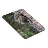 Echidna, Australien Magnet (Rechte Seite)