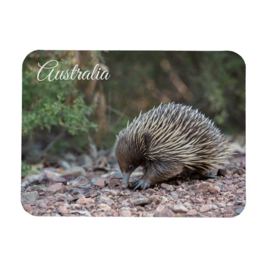 Echidna, Australien Magnet (Horizontal)
