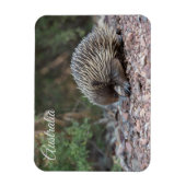 Echidna, Australien Magnet (Vertikal)