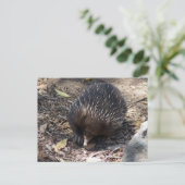 Echidna Australien Postkarte (Stehend Vorderseite)