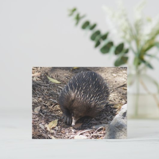 Echidna Australien Postkarte (Stehend Vorderseite)