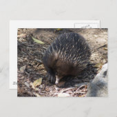 Echidna Australien Postkarte (Vorne/Hinten)