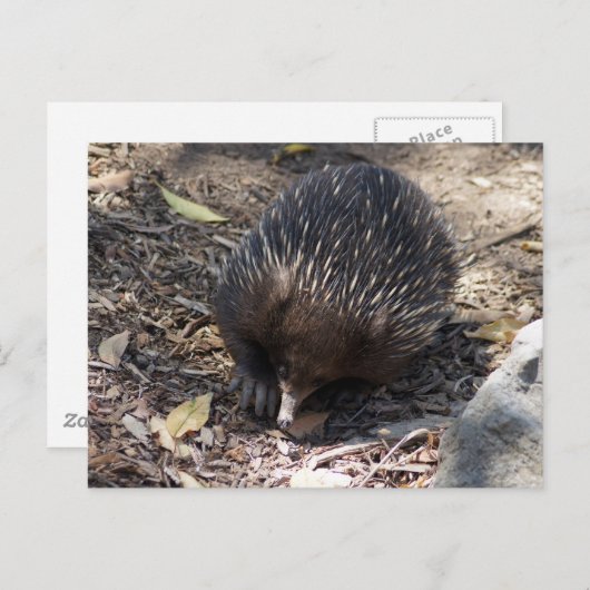 Echidna Australien Postkarte (Vorne/Hinten)
