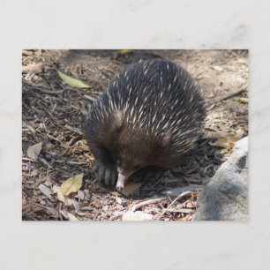 Echidna Australien Postkarte