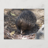 Echidna Australien Postkarte (Vorderseite)