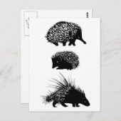 Echidna, Igel, Postkarten vom Schwein (Vorne/Hinten)